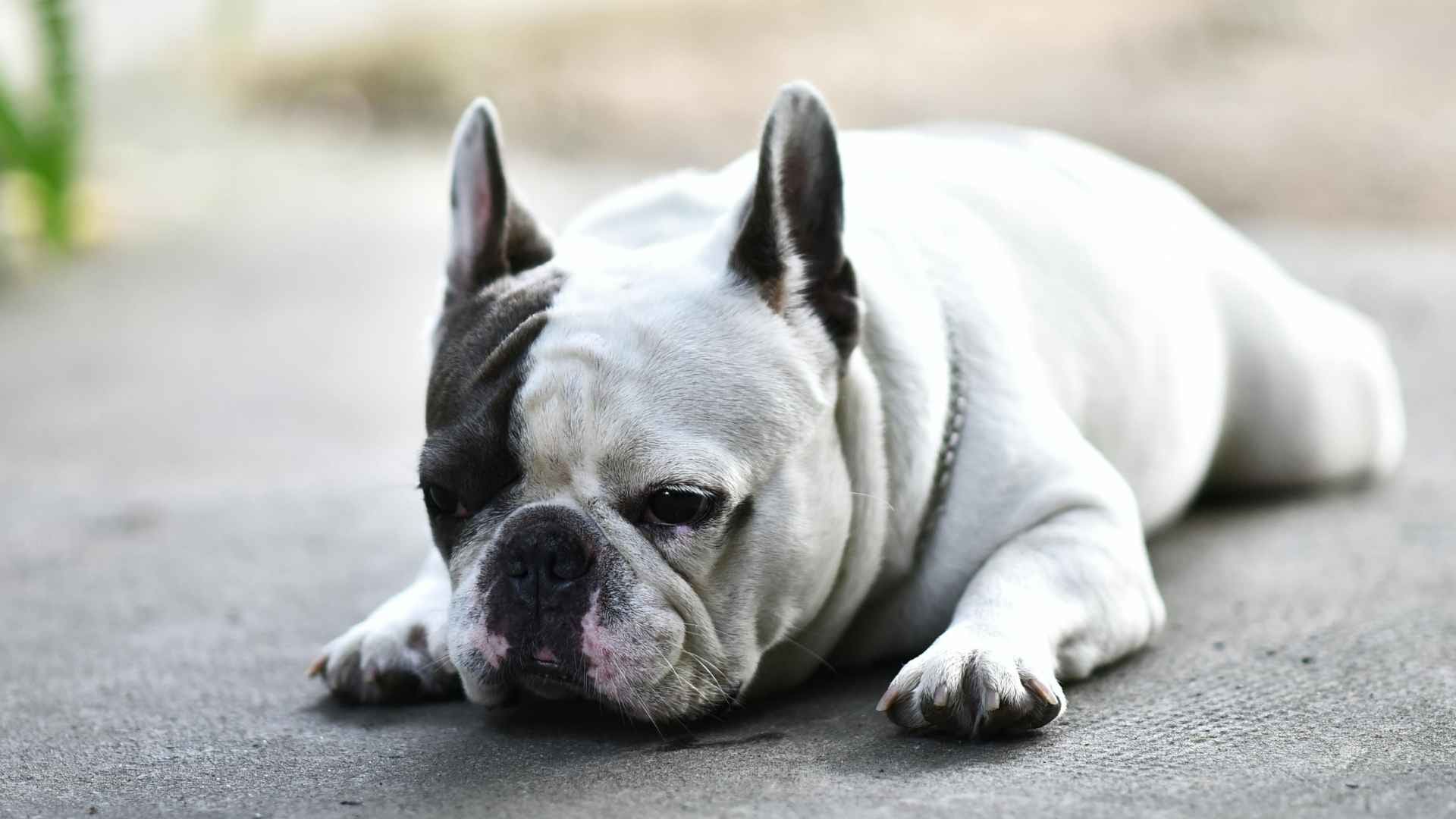 Perro con hernia discal